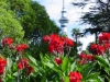 auckland_042