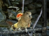060412-kea-colors
