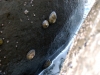 060413-moeraki-boulders-barnacles