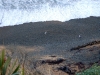 060413-oamaru-cape-wanbrow-bushy-beach-penguin-vs-seagull